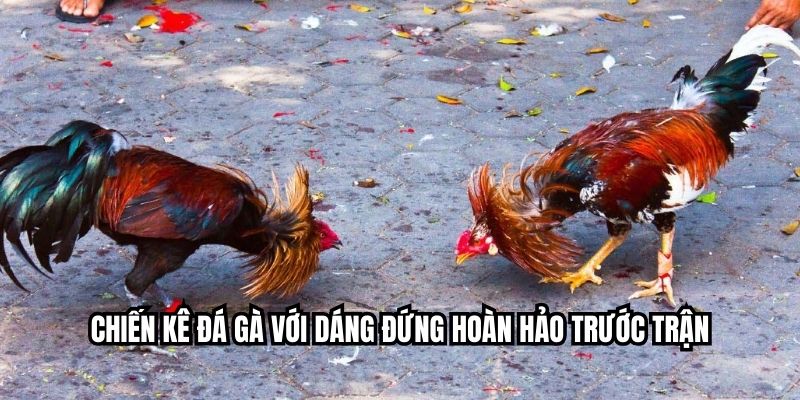 Chiến kê đá gà với dáng đứng hoàn hảo trước trận