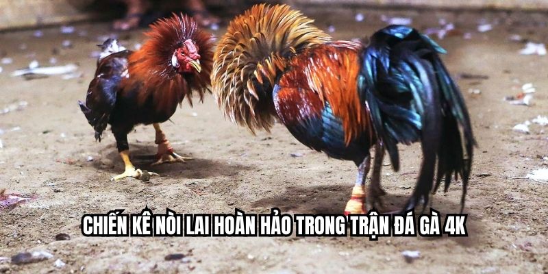 Chiến kê nòi lai hoàn hảo trong trận đá gà 4K
