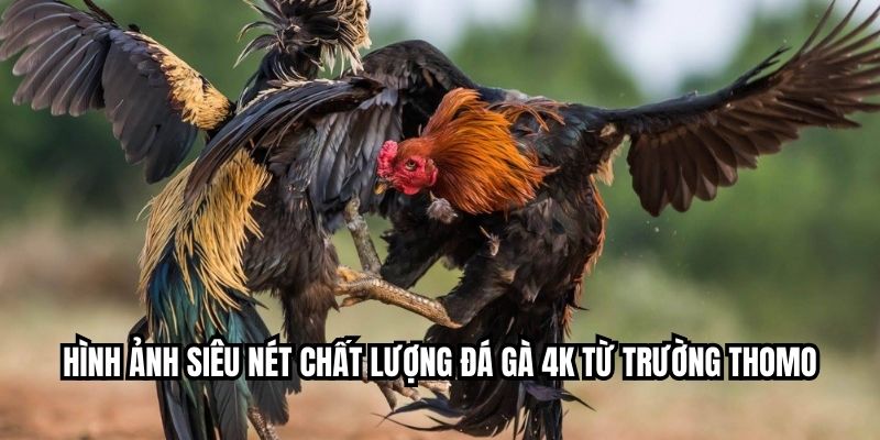Hình ảnh siêu nét chất lượng đá gà 4K từ trường Thomo