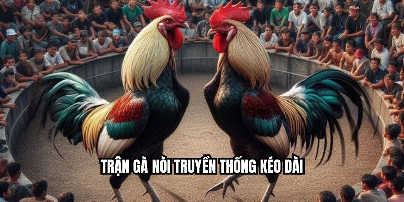 Trận gà nòi truyền thống kéo dài