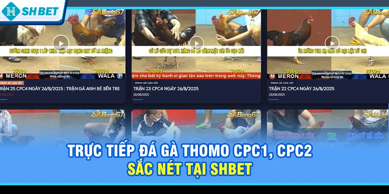 Trực tiếp đá gà Thomo CPC1, CPC2 sắc nét tại SHBET