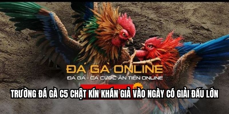 Trường đá gà C5 chật kín khán giả vào ngày có giải đấu lớn