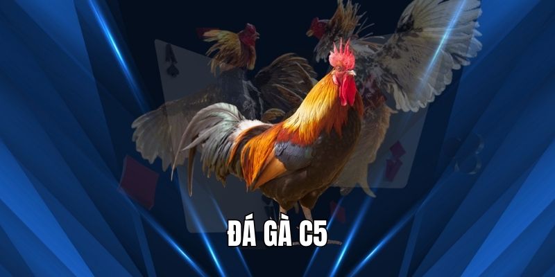 Đá gà C5