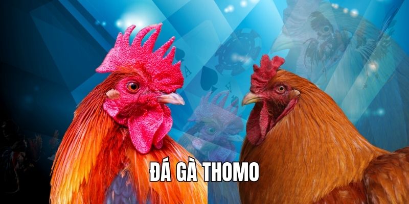 Đá gà Thomo